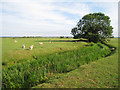 Drainage Channel to Abbatridge Sewer