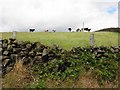 Burnside Townland