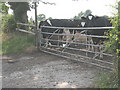 Cows at Higher Farm