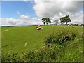 Clonetrace Townland