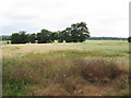 Crop Field off Hever Road