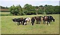 Cattle, Sampford Brett