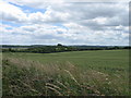 Field near Firsdown