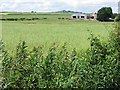 Oilseed rape,  Stichill Eastfield