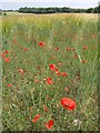 Poppies near  Snows Down