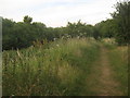 Footpath beside Kemsley Marsh dyke