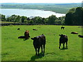 Cattle on Larg Hill