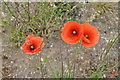 Poppies growing on wasteland on former RAF Finningley