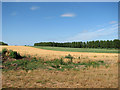 Barley and wheat east of The Shrublands