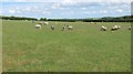 Sheep pasture, Coldstream