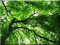 Leaf canopy in Hermitage Wood, Bridge of Allan