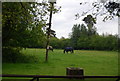 Horses on the edge of Horsted Keynes