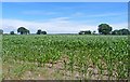 Field of Young Maize at Burton