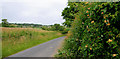 The Greystown Road near Downpatrick (2)