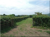 SY5291 : Field gate by Chilcombe Lane by David Smith