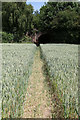 Footpath running through cornfield