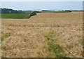 Barley near Hedge End