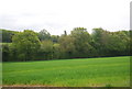 Trees along a small stream, Freshfield Lane