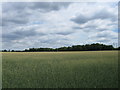 Wheat field north of Toothill Road