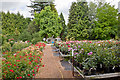 Pococks Roses, Jermyns Lane