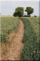 Footpath running through cornfield