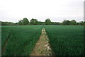 Footpath off Hale Oak Rd through wheat fields