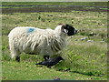 NX6162 : Blackface ewe with all-black friend by RH Dengate