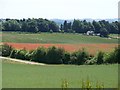 Poppies in the field