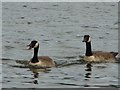 Chatty Canada goose with friend on Fendrod Lake, Swansea