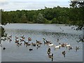 Flotilla of birds on Fendrod Lake, Llansamlet, Swansea