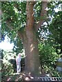 Old Oak in Broadstone