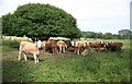 Cattle trying to shelter from the sun