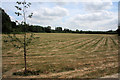 Hay field at Clare