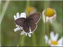 SX8771 : Butterfly, Aller Brook Local Nature Reserve by Derek Harper