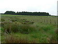 Small wood surrounded by rough grazing