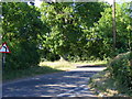 Tree forms axis of bend