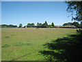 Horses at Stowting Common