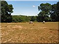 Horses in farm north of Lindfield