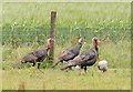 Turkeys near Chipstable