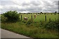 Cattle Pasture