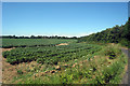 Crop Field near Stelling Lodge Farm