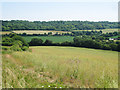 Crop Field alongside Church Lane