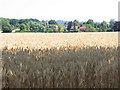 TQ5646 : Wheat field near Ramshurst Manor by Stephen Craven