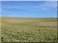 Wheat Field.