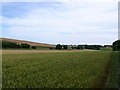 Wheat Field