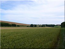 SY7397 : Wheat Field by Nigel Mykura