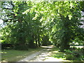 The avenue of lime trees leading down to Lord Greys fishing lodge