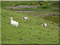 SD8927 : Sheep near to Ratten Clough Cottage by Alexander P Kapp