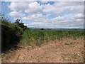 Maize near Woodmanton