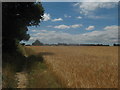 Footpath beside Kemberland Wood